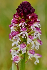 Neotinea ustulata ustulata