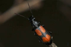 Macrocheilus saulcyi
