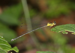 Coeliccia chromothorax