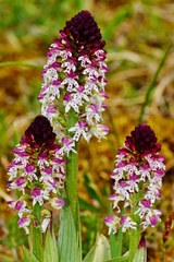 Neotinea ustulata ustulata