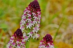 Neotinea ustulata ustulata