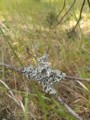 Hypogymnia tubulosa
