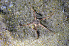 Ophiurida