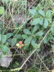 Vaccinium vitis-idaea