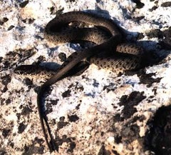 Dolichophis schmidti