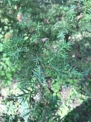 Juniperus communis