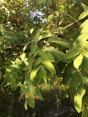 Sorbus aucuparia