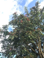 Sorbus aucuparia