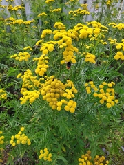 Tanacetum vulgare