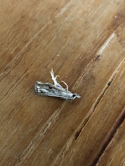 Catoptria verellus