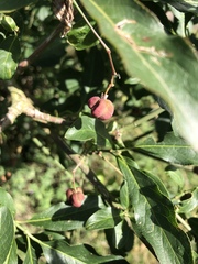 Euonymus
