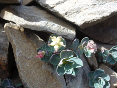 Phedimus subcapitatum