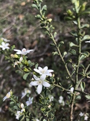 Philotheca verrucosa