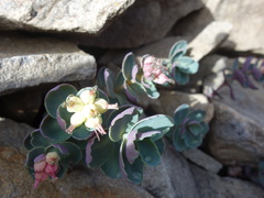 Phedimus subcapitatum