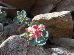 Phedimus subcapitatum