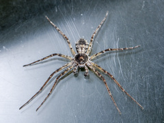Philodromus emarginatus