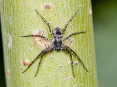 Philodromus emarginatus