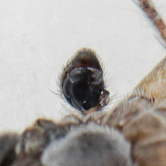 Philodromus emarginatus