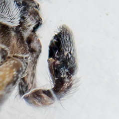 Philodromus emarginatus