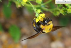 Xylocopa appendiculata