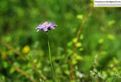 Scabiosa comosa