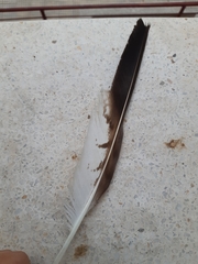 Buteo buteo
