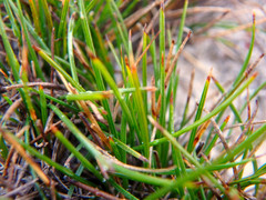 Schoenus breviculmis