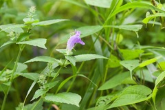 Strobilanthes lamiifolia
