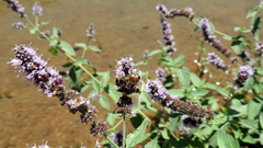 Mentha longifolia asiatica
