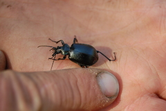 Calosoma inquisitor