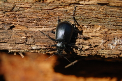 Calosoma inquisitor