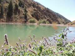 Mentha longifolia asiatica