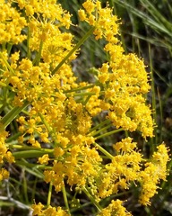 Pastinaca clausii