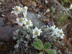 Leontopodium microphyllum