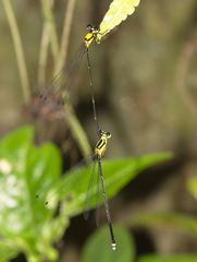 Coeliccia chromothorax