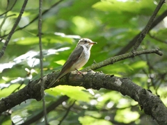 Muscicapa striata