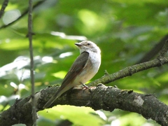 Muscicapa striata