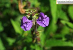 Scutellaria scordifolia