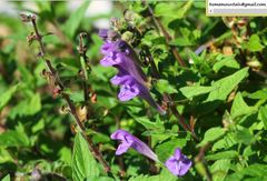 Scutellaria scordifolia