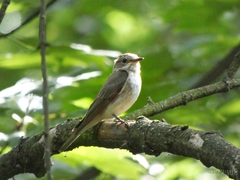 Muscicapa striata