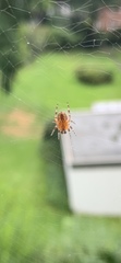Araneus diadematus