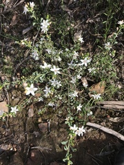 Philotheca verrucosa