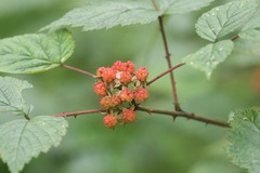 Rubus pedunculosus