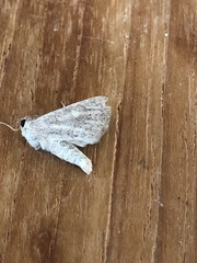 Photedes fluxa