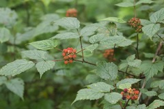 Rubus pedunculosus