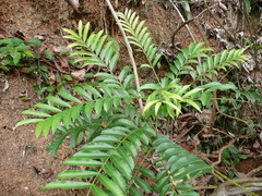 Zanthoxylum parvifoliolum