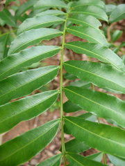 Zanthoxylum parvifoliolum