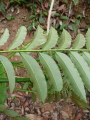 Zanthoxylum parvifoliolum
