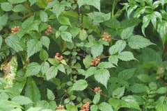Rubus pedunculosus