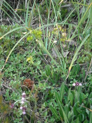 Biscutella laevigata laevigata